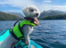 2 year old affectionate Maltipoo