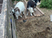 Pygmy billy goats