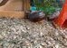Around 40 button quail