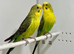 Black wing Budgies For Sale