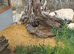 Jeweled lercerta lizards