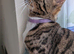 Bengal for sale