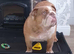 Female English Bulldog