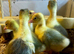 Sebastopol Goslings - Ready now