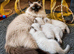 1 xBlue Lynx & Blue Point Kittens