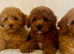 Thai poodle puppies