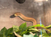 Super conda hognose + vivarium