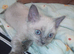Ragdoll kittens