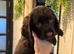 1 Beautiful Girl looking for a home