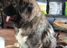 Fab looking Caucasian shepherd cross shepherd