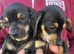 DAUSCHOUNDS PUPPIES READY NOW LAST GIRL
