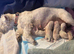 West highland terriers