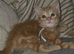 Ginger  kittens