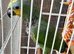 Amazon green 3 years old