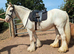 4yo tgca reg cremello mare