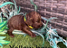 Genetic clear cockapoo puppies for sale