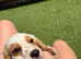 Cocker spaniel puppies