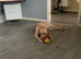 Golden Labrador RetrieverPuppy boy