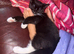 kitten girl playful loving
