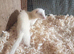 Hob ferret kits