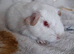 PEW (Pink eyed white) Smooth Baby Girl Guinea Pig