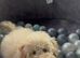 Miniature poodle
