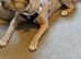 3 year old cross breed