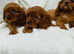 Cavalier King Charles puppy’s