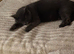 2 loving kittens looking for their forever home