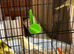 5 canaries needing new home