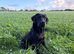Adult - KC Registered Labrador Retriever Female