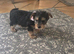 Female Yorkshire Terrier Pup