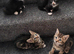 Gorgeous kittens for sale