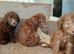 Beddlington terrier pups for sale