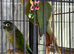 Baby green cheek conure