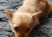 Chorkie boy pup