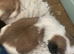 Beautiful litter of pure Shih Tzu pups