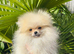 Tiny teddy Pomeranian puppy 1 boy left