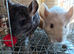 2 young chinchilla sisters