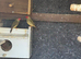 Finches