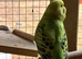 Beautiful Baby Budgies
