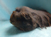 Baby boy coronet guinea pig ready now