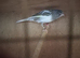 Persian canary
