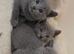 Full Pedigree Russian Blues