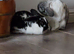 Beautiful Mini Lop Rabbits &ndash; Brother & Sister Pair