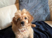 Cockapoo puppy male