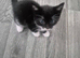 Cute, adorable kitten