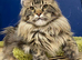 American curl kittens rare breed ready now
