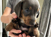 Kc mini dachshund puppy&rsquo;s