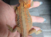 Baby bearded dragons